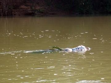 Bắt kẻ ném con đẻ 3 tháng xuống sông